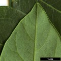 SpeciesSub: var. amurensis